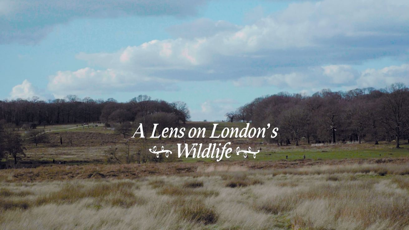 A lens on London Wildlife