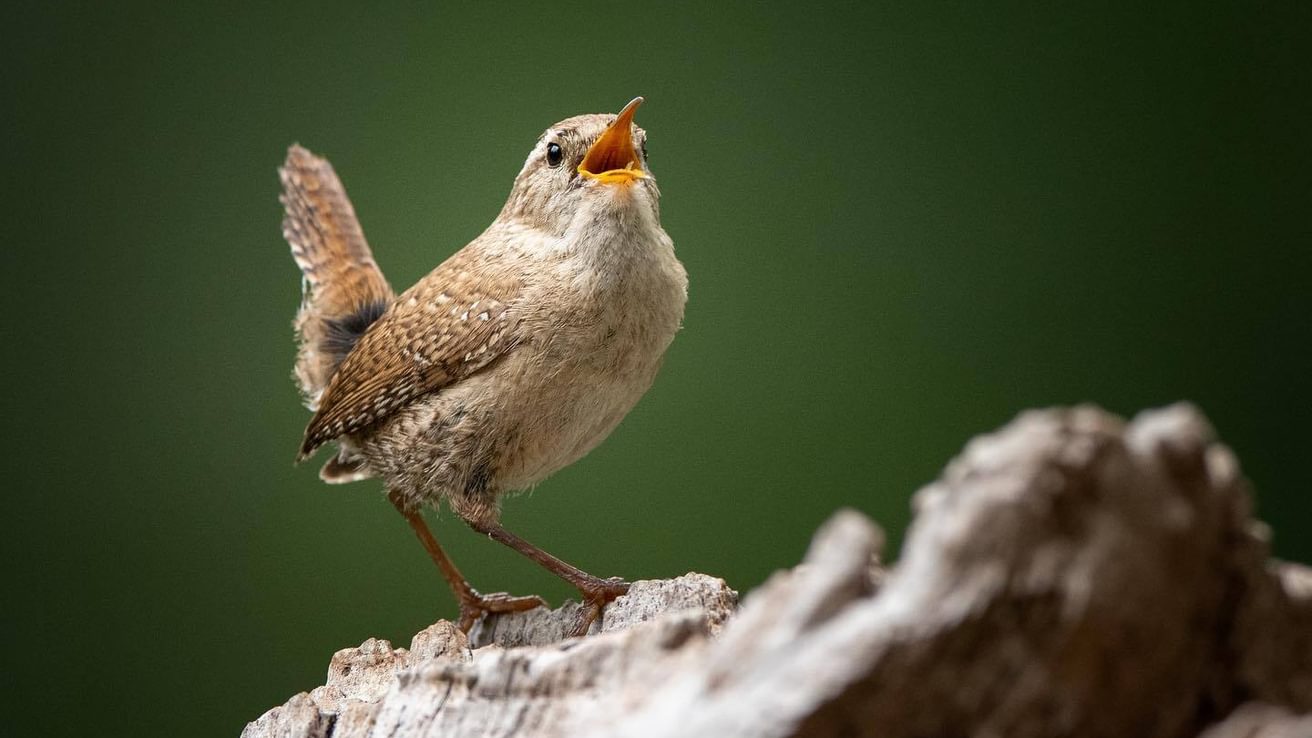 Wren