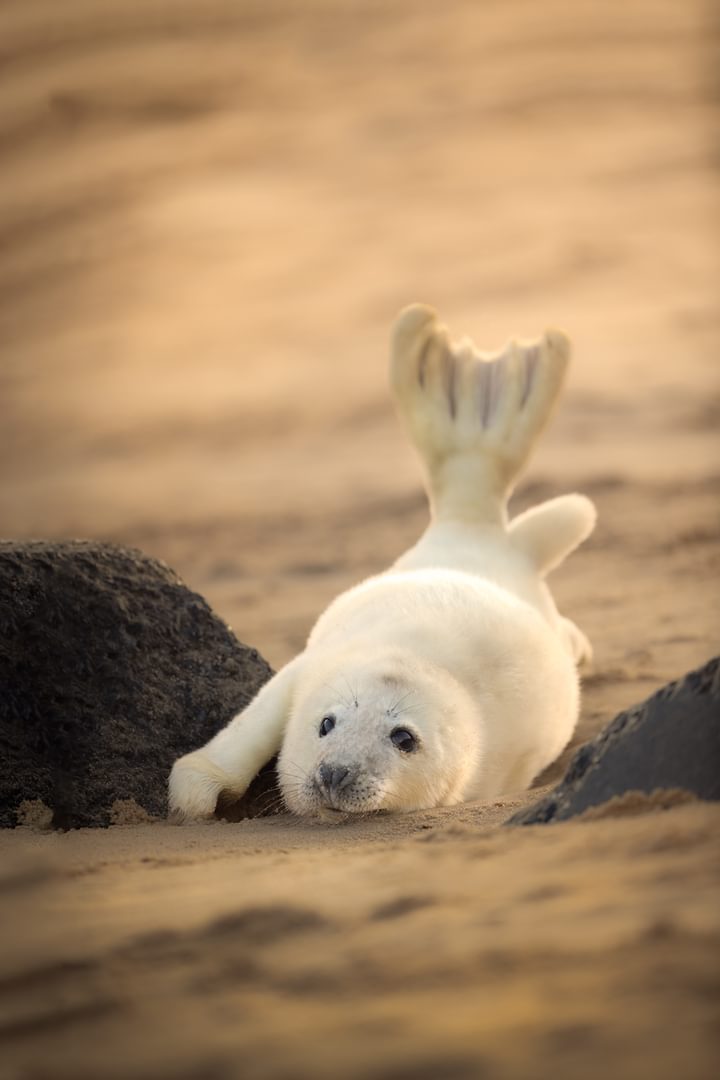 April 2022 Seal Pup