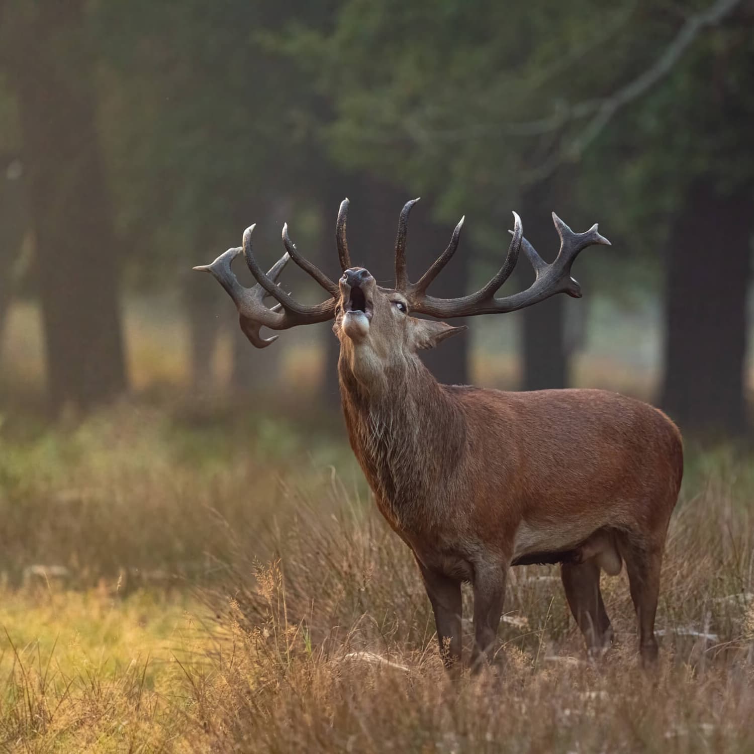 Bellowing Stag