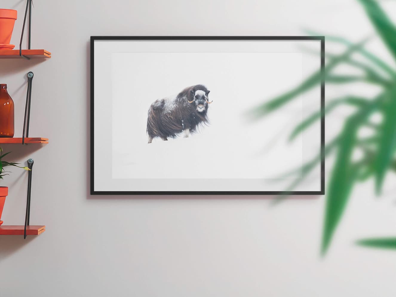 Musk Ox 75x50