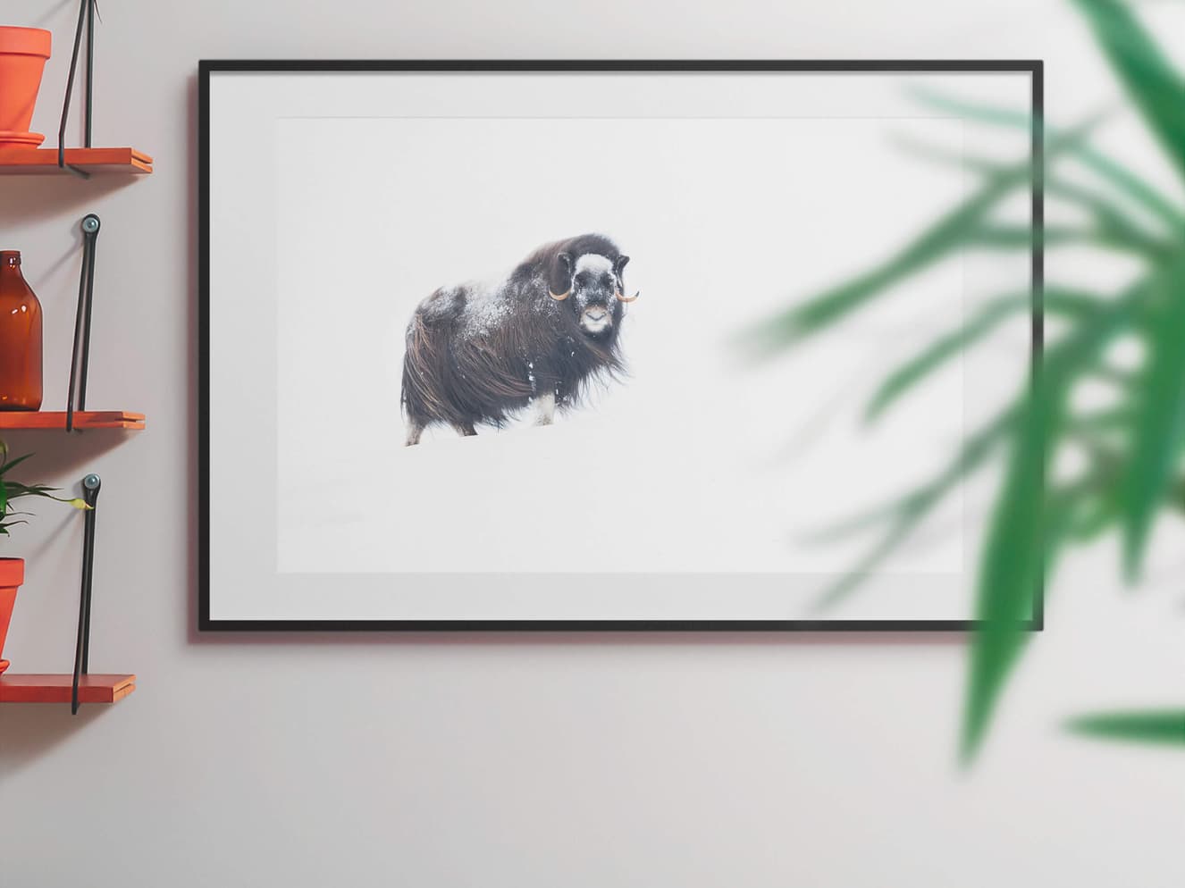 Musk Ox 90x60