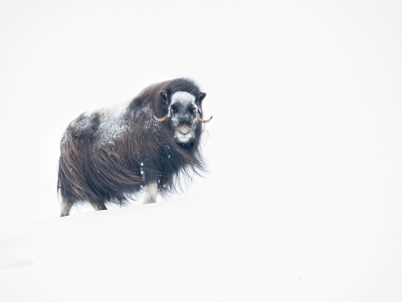 Musk Ox