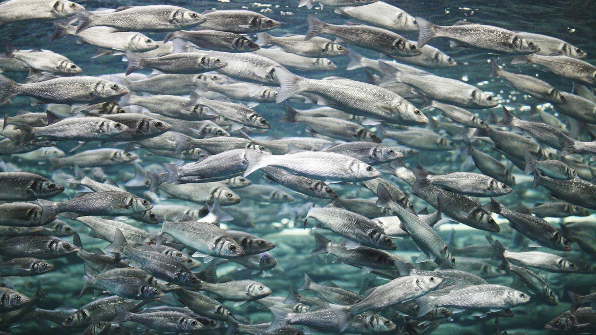 Calysta fish-feed collaboration hits four-tonne mark