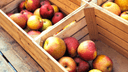 Rotbäckige Äpfel in Holzkisten