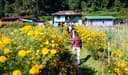 Menschen laufen durch ein Feld gelb blühender Blumen