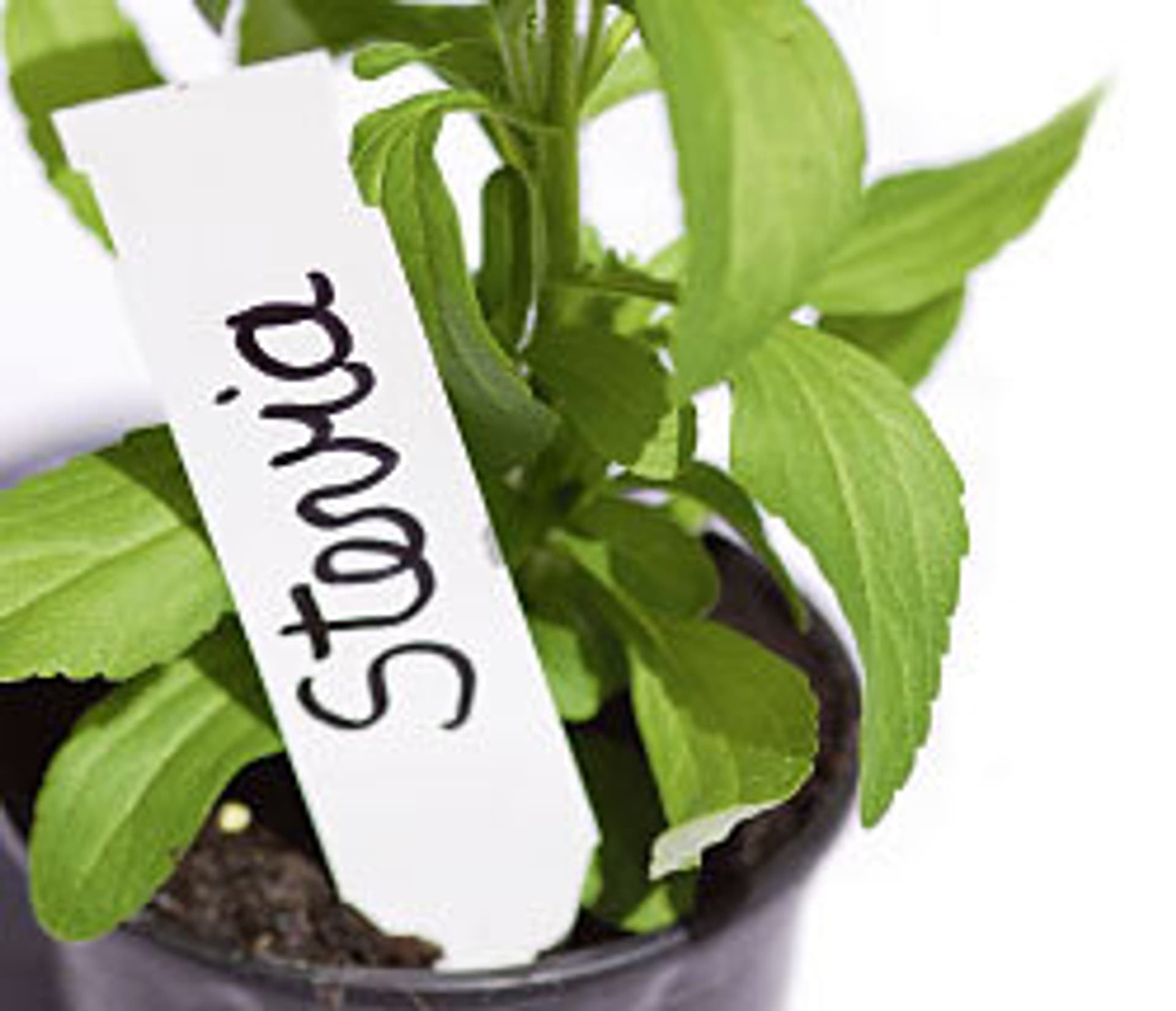 Alternative Ohne Kalorien Schrot Korn Alternative Ohne Kalorien Schrot Korn