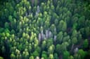 Wald mit gesunden und kranken Bäumen von oben fotografiert