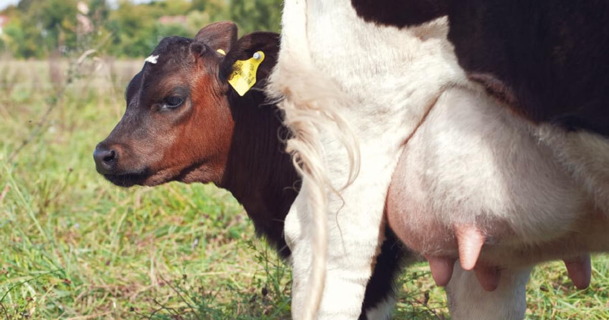 Ohne Kalber Keine Milch Schrot Korn Ohne Kalber Keine Milch Schrot Korn