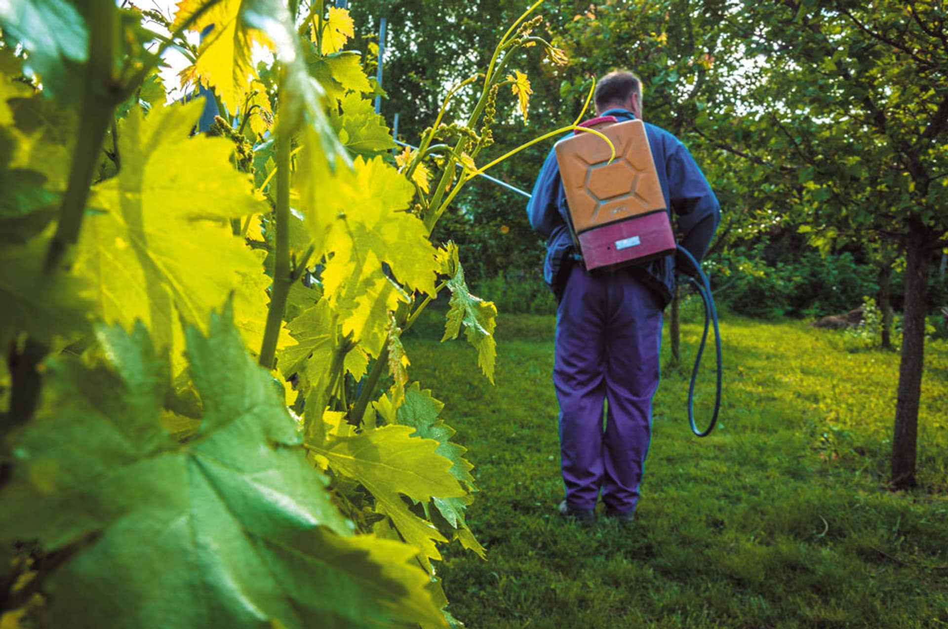 Warum Pestizide echt übel sind | Schrot&Korn Warum Pestizide echt übel sind | Schrot&Korn