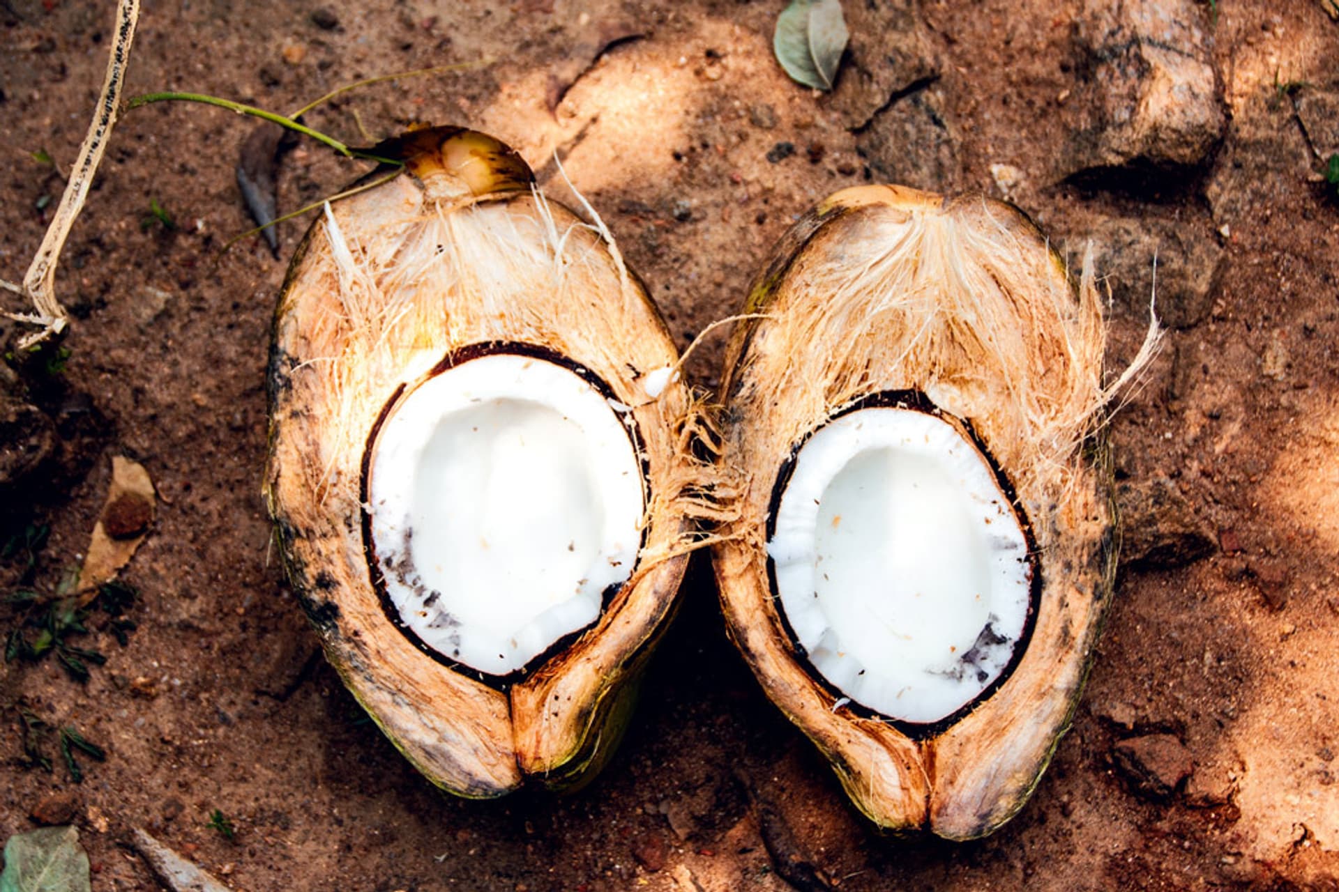 Meilen Ein zentrales Werkzeug, das eine wichtige Rolle spielt Zeitschrift reife kokosnuss Beamte ...