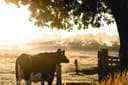 Kuh auf Weide in der Morgensonne