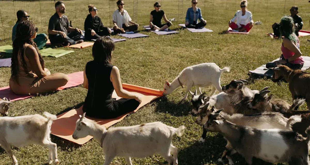 Goat yoga in the open grass — the first sign First Light wasn't going to behave like the rest of EMS week