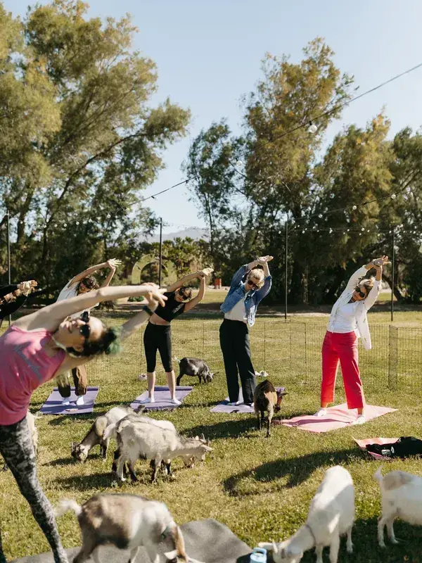 Sparks First Light Goat Yoga Sun Salutations