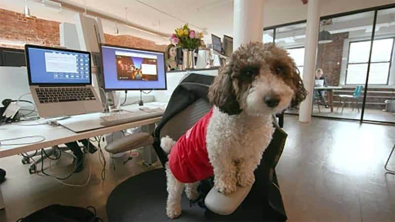 061319 dog friendly cover