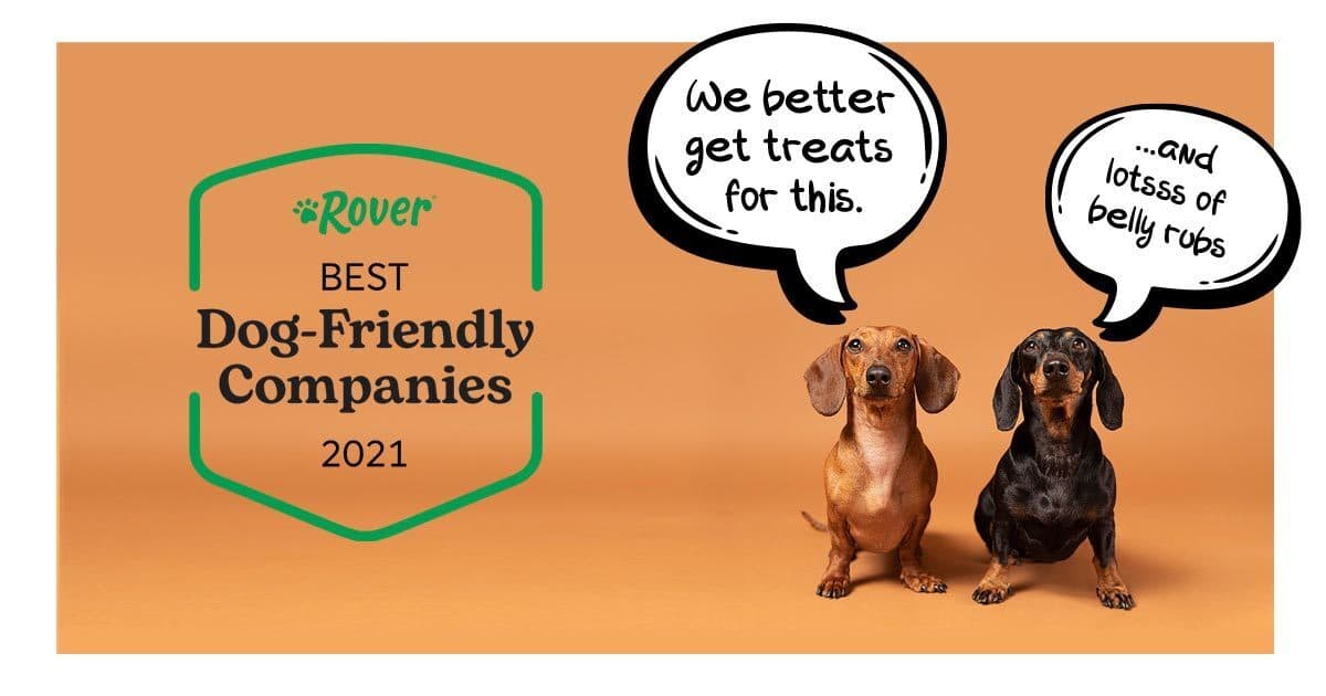 Best Dog Friendly Companies News Article