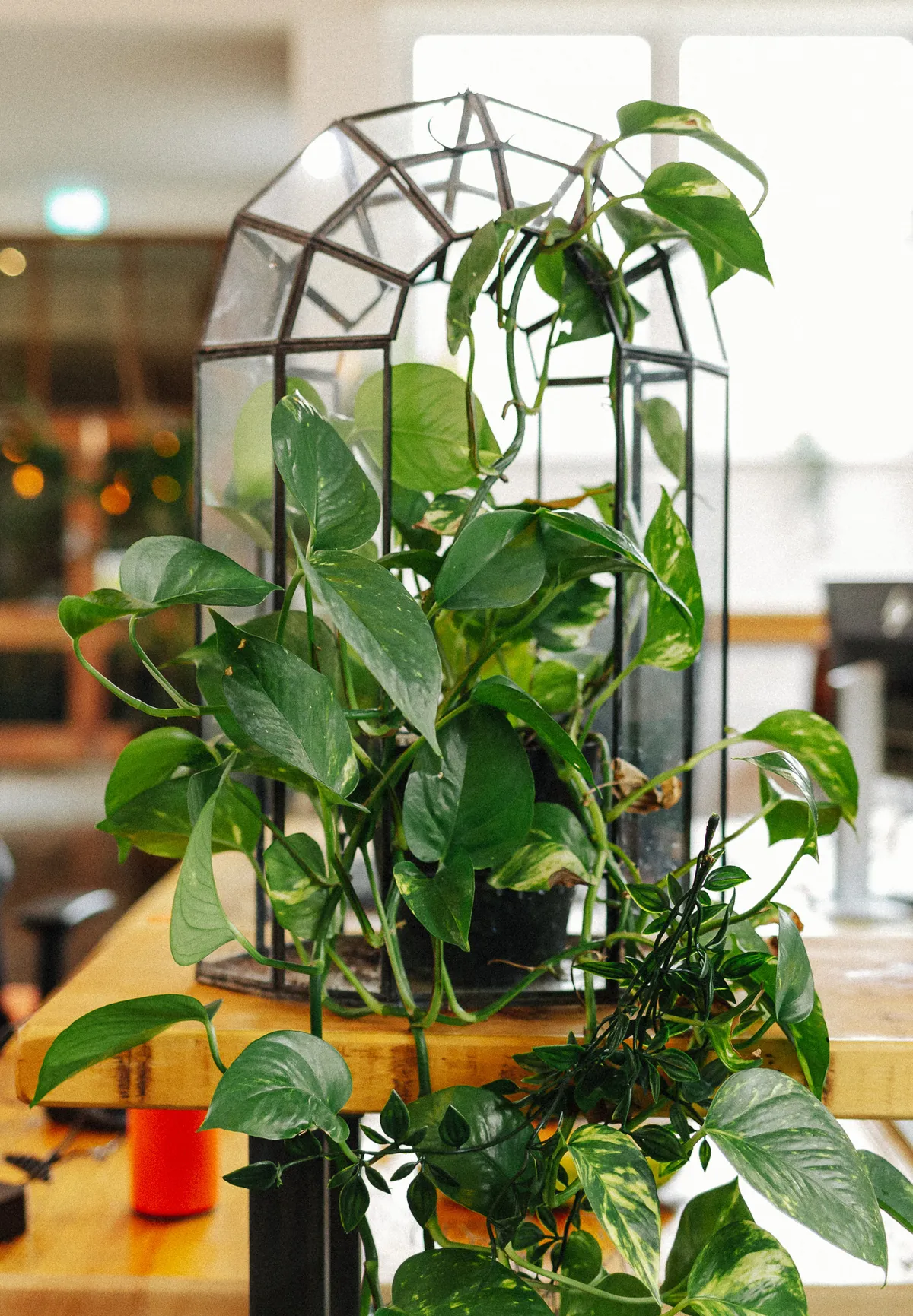 This is digital LOW RES 100