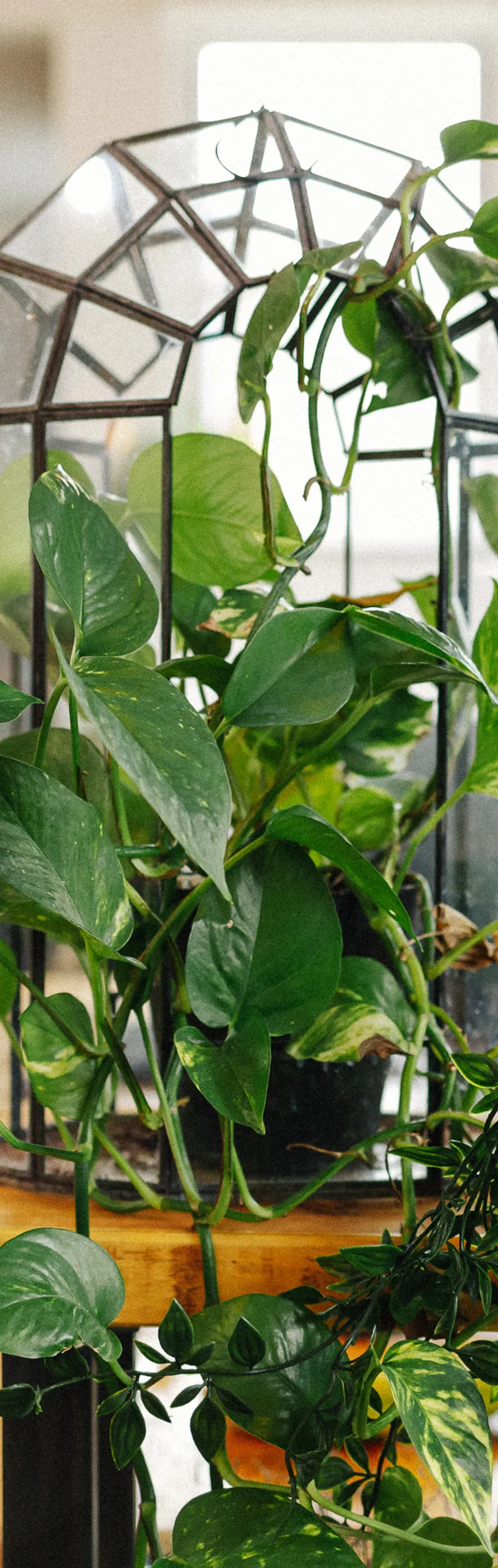 This is digital LOW RES 100