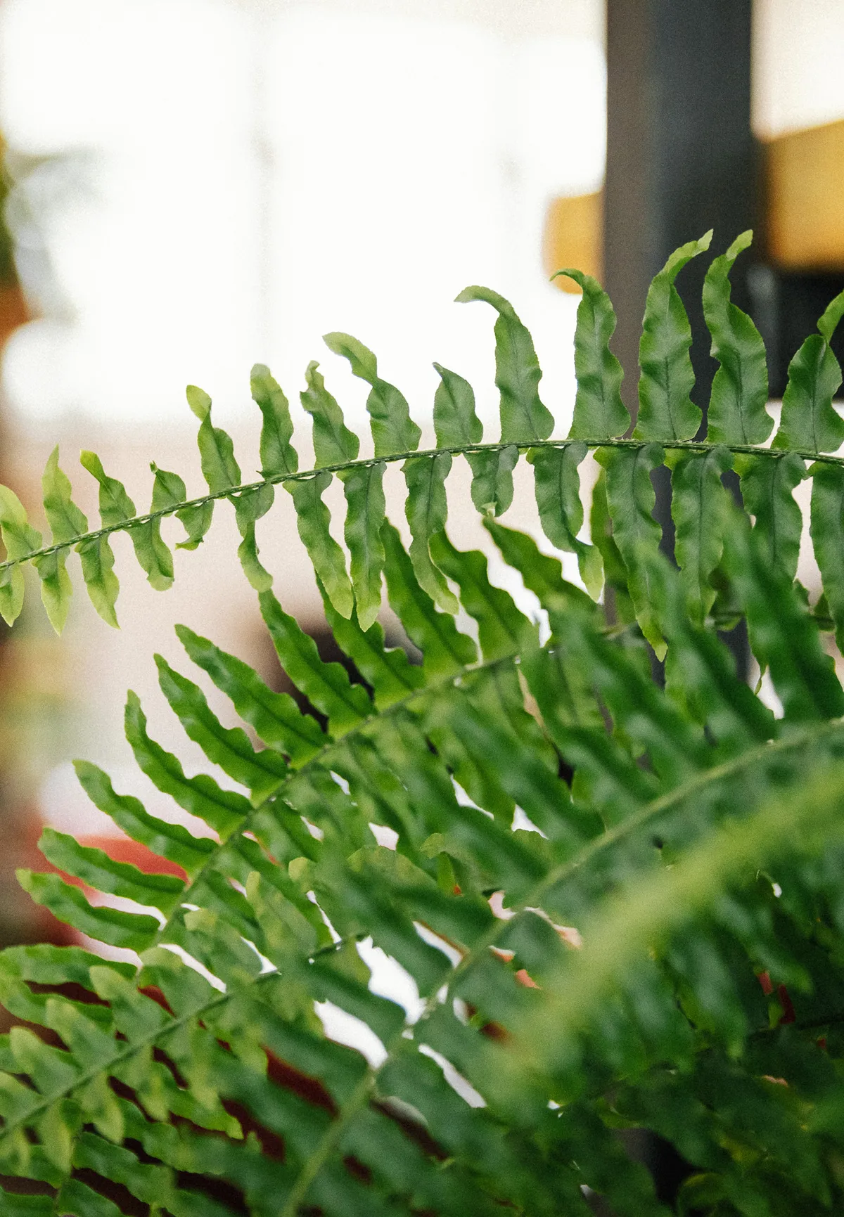 This is digital LOW RES 26