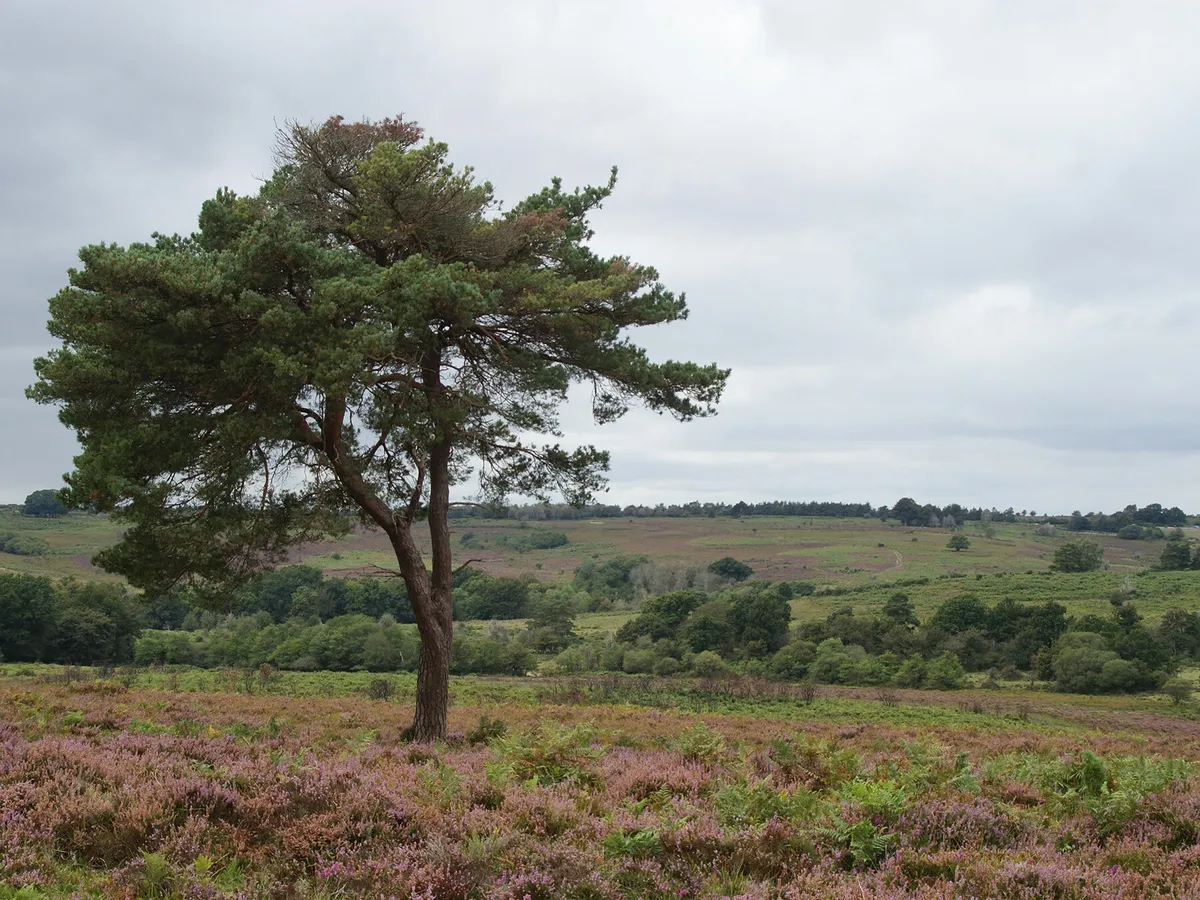 Acres down new forest