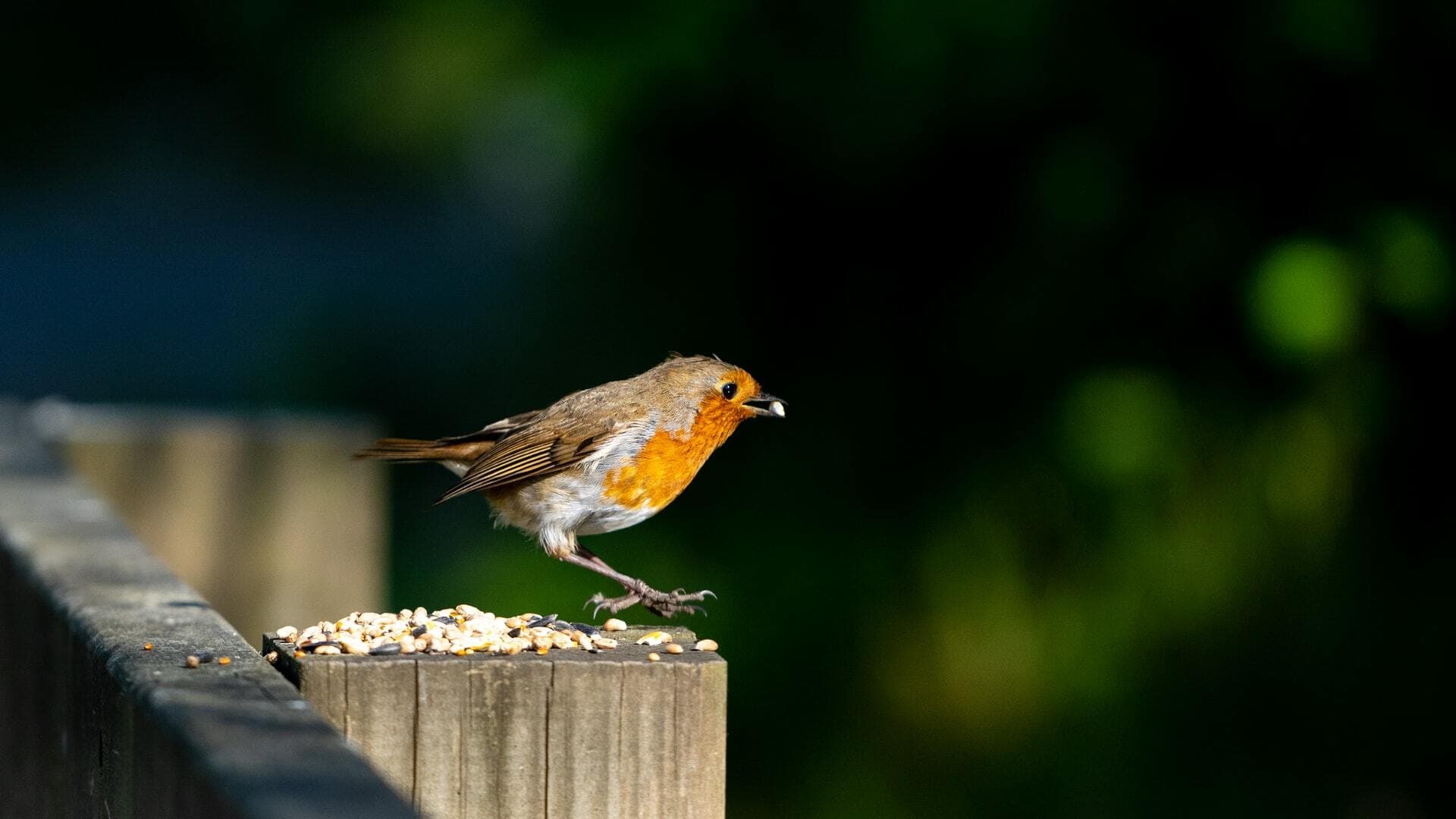 How to to attract birds to your garden
