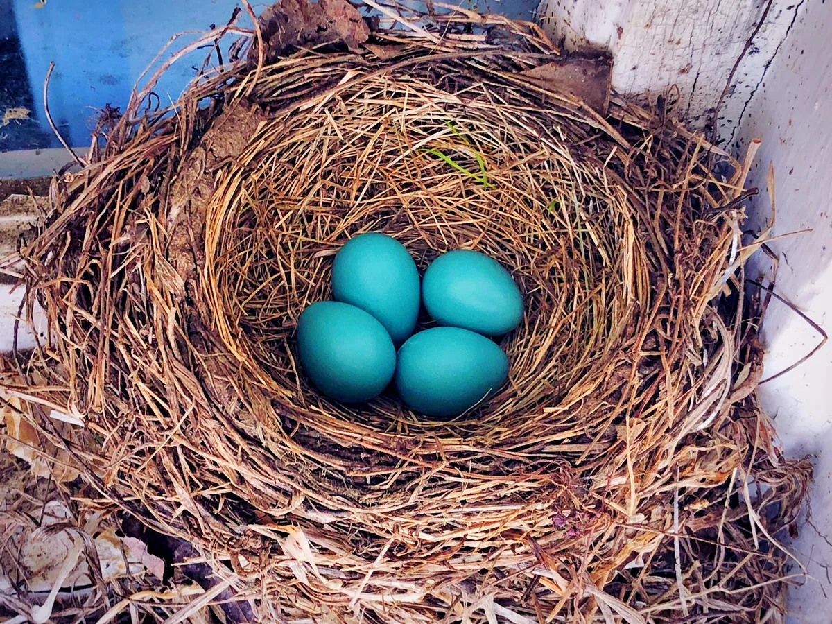 The nest of a American Robin, with 4 blue eggs inside