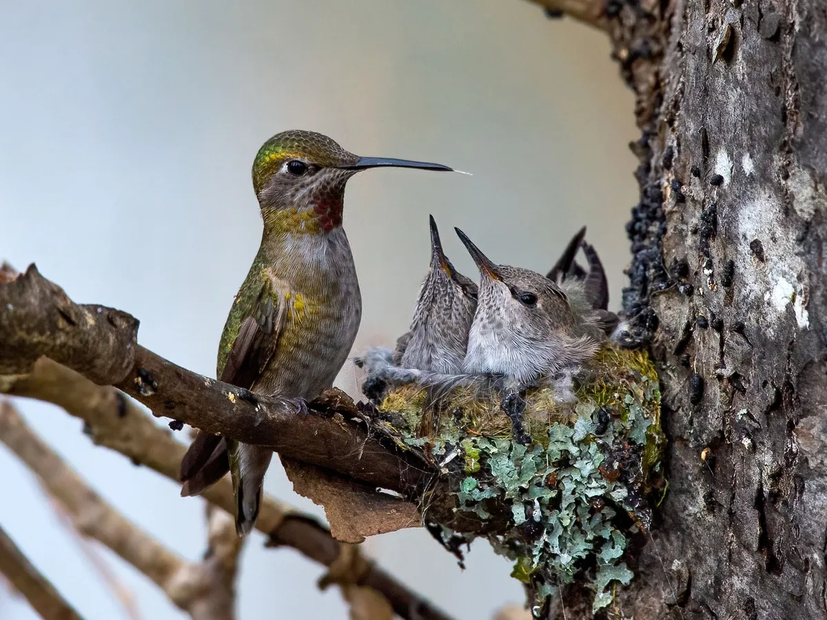 Anna's Hummingbird Nesting (Behavior, Eggs + Location)