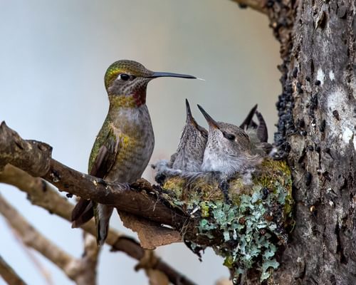 Anna's Hummingbird Nesting (Behavior, Eggs + Location)