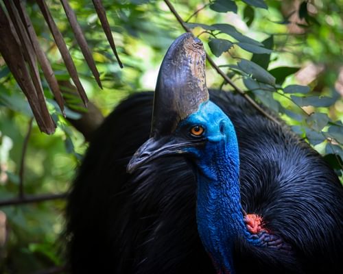 Are Cassowaries Dangerous? (Reasons They Attack + How To Avoid)