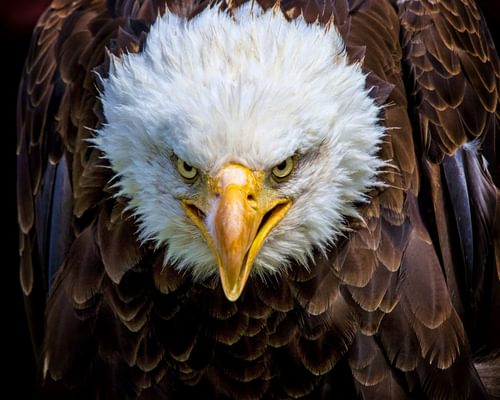 Are Eagles Dangerous? (Reasons They Attack + How to Avoid)