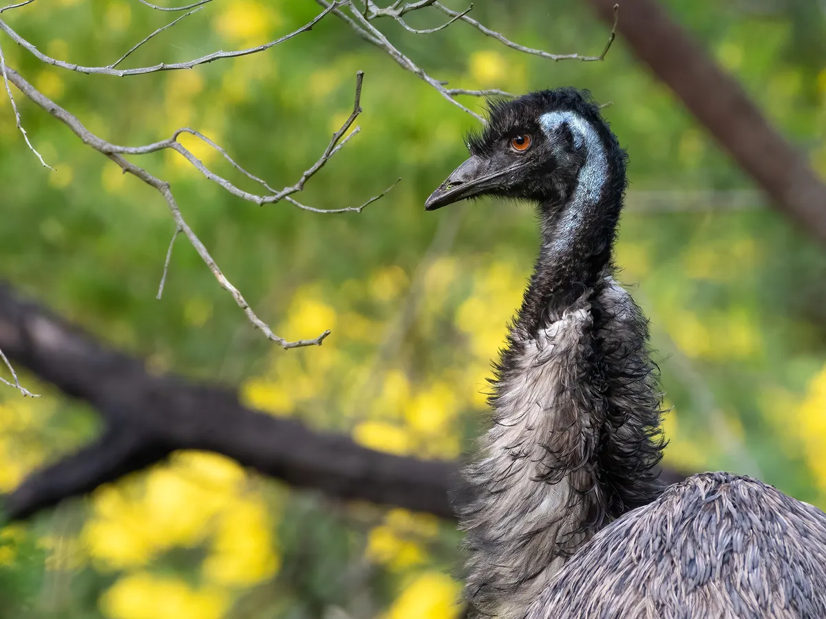 Are Emus Dangerous? (Reasons They Attack + How To Avoid)