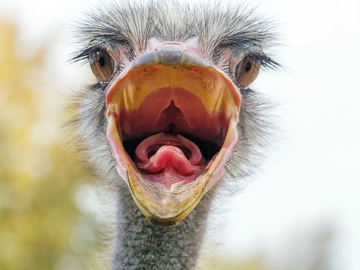 Are Ostriches Dangerous? (Reasons They Attack + How To Avoid)