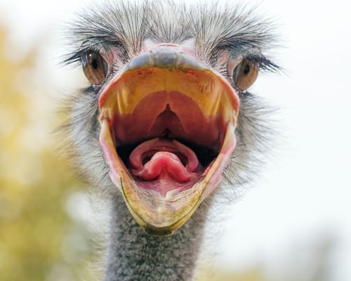 Are Ostriches Dangerous? (Reasons They Attack + How To Avoid)