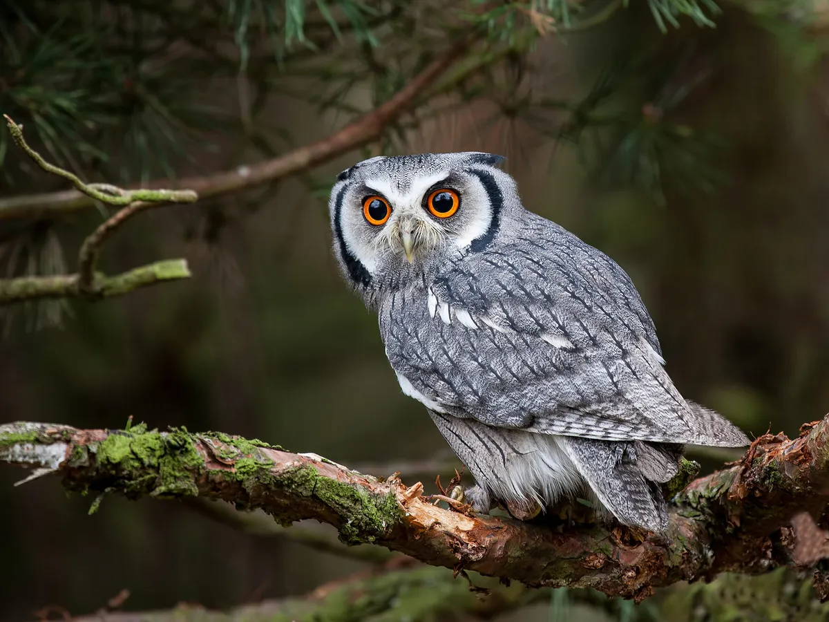 Are Owls Smart? (Comprehensive Answer) | Birdfact