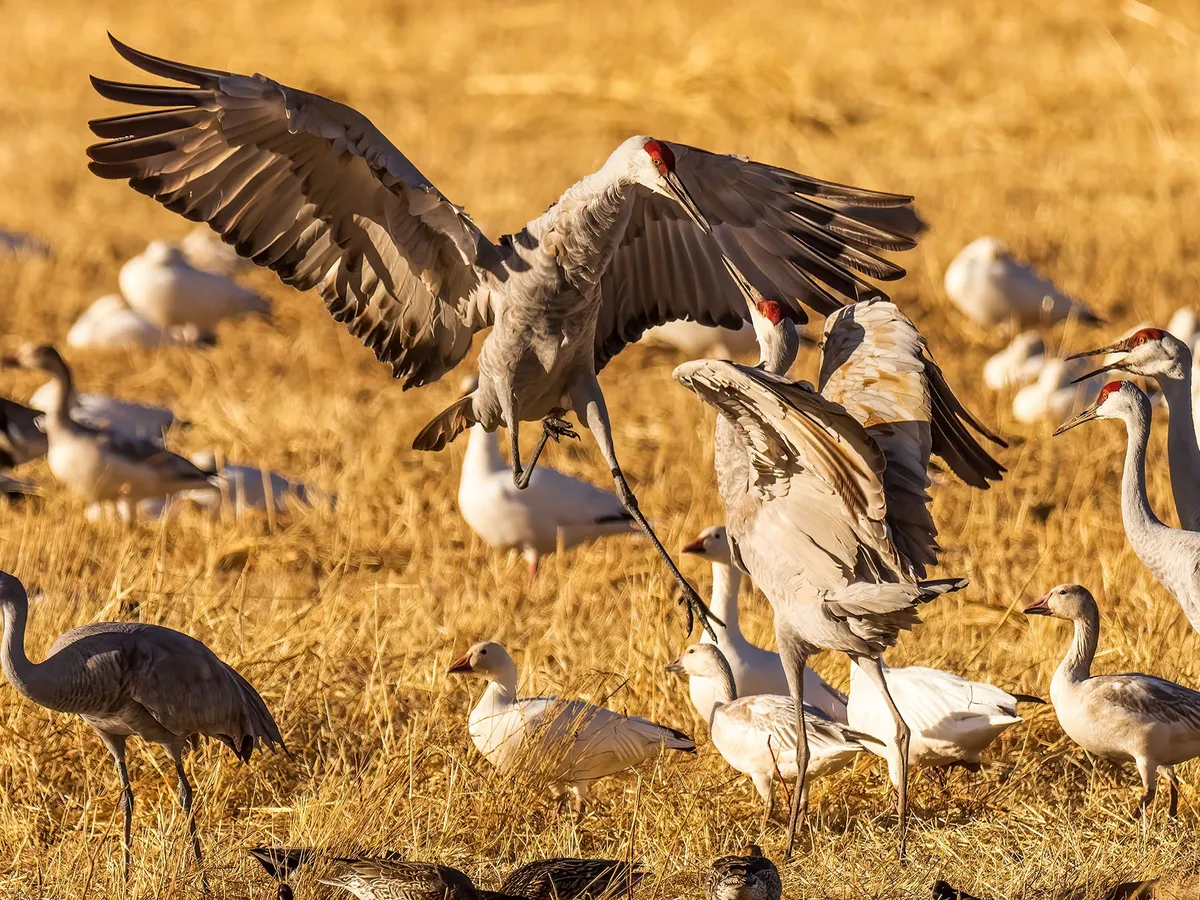 Are Sandhill Cranes Aggressive or Territorial?