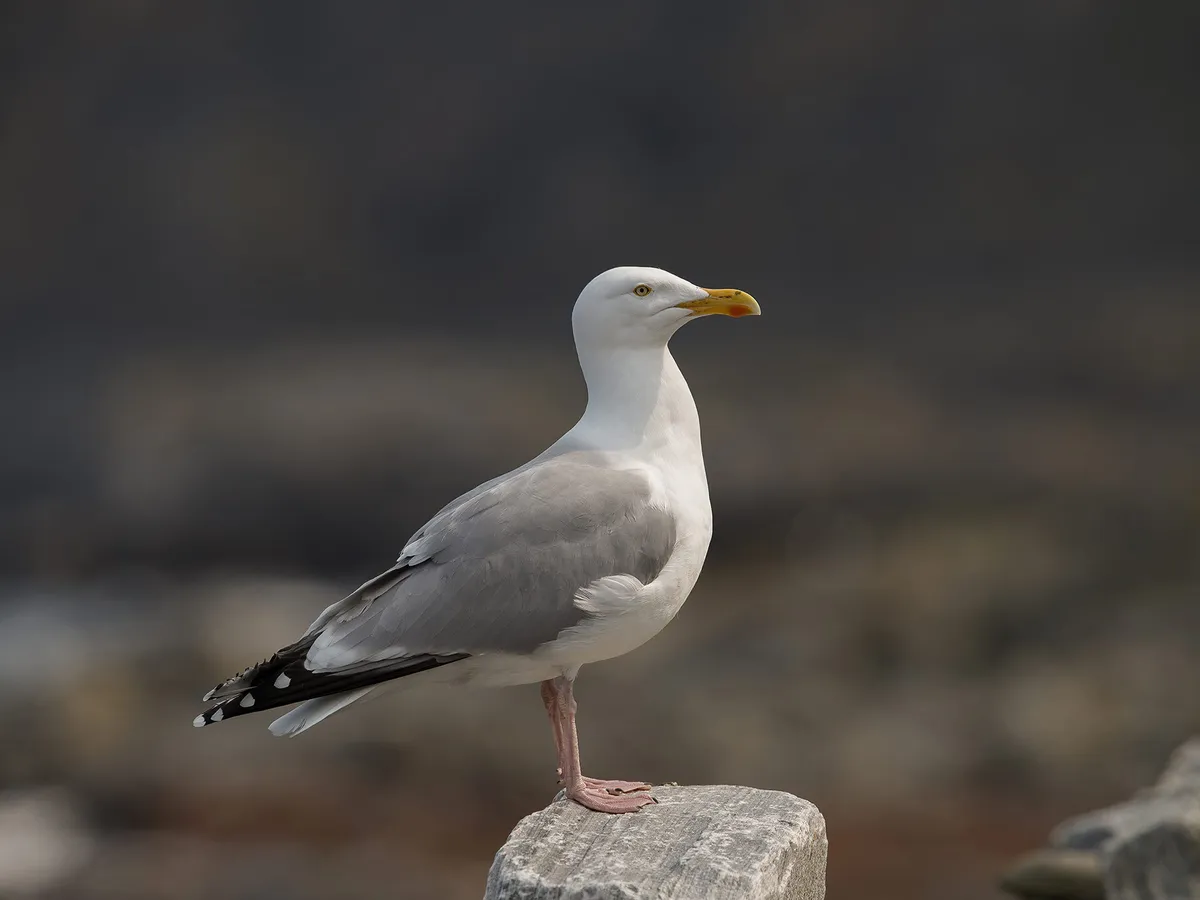 Are Seagulls Protected in the UK?