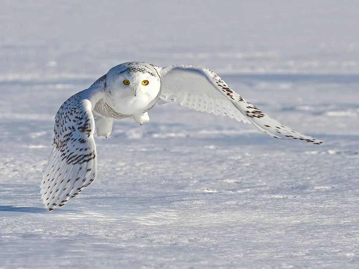 Are Snowy Owls Endangered? (Threats, Numbers + FAQs)