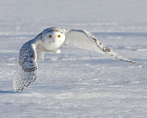 Are Snowy Owls Endangered? (Threats, Numbers + FAQs)