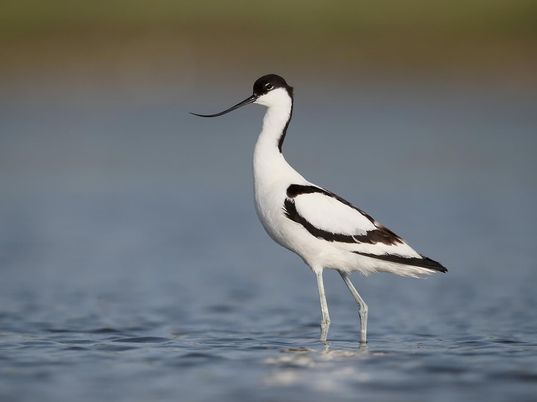 Avocets and stilts