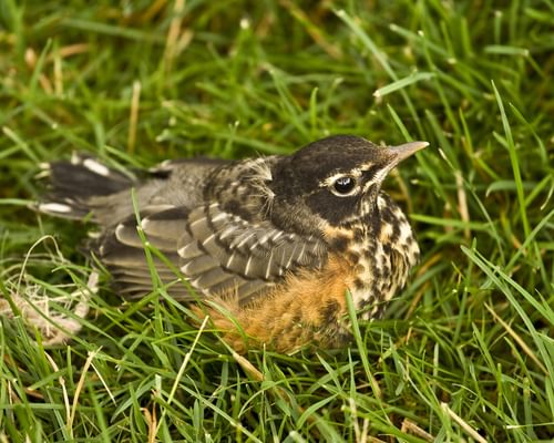 Baby American Robins: All You Need To Know (with Pictures)