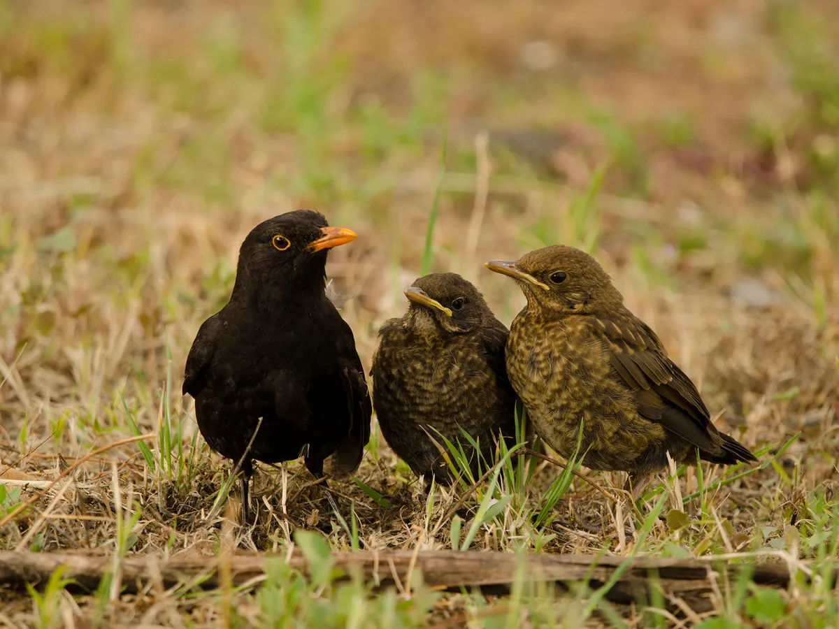 Baby Blackbirds: All You Need To Know (With Pictures)