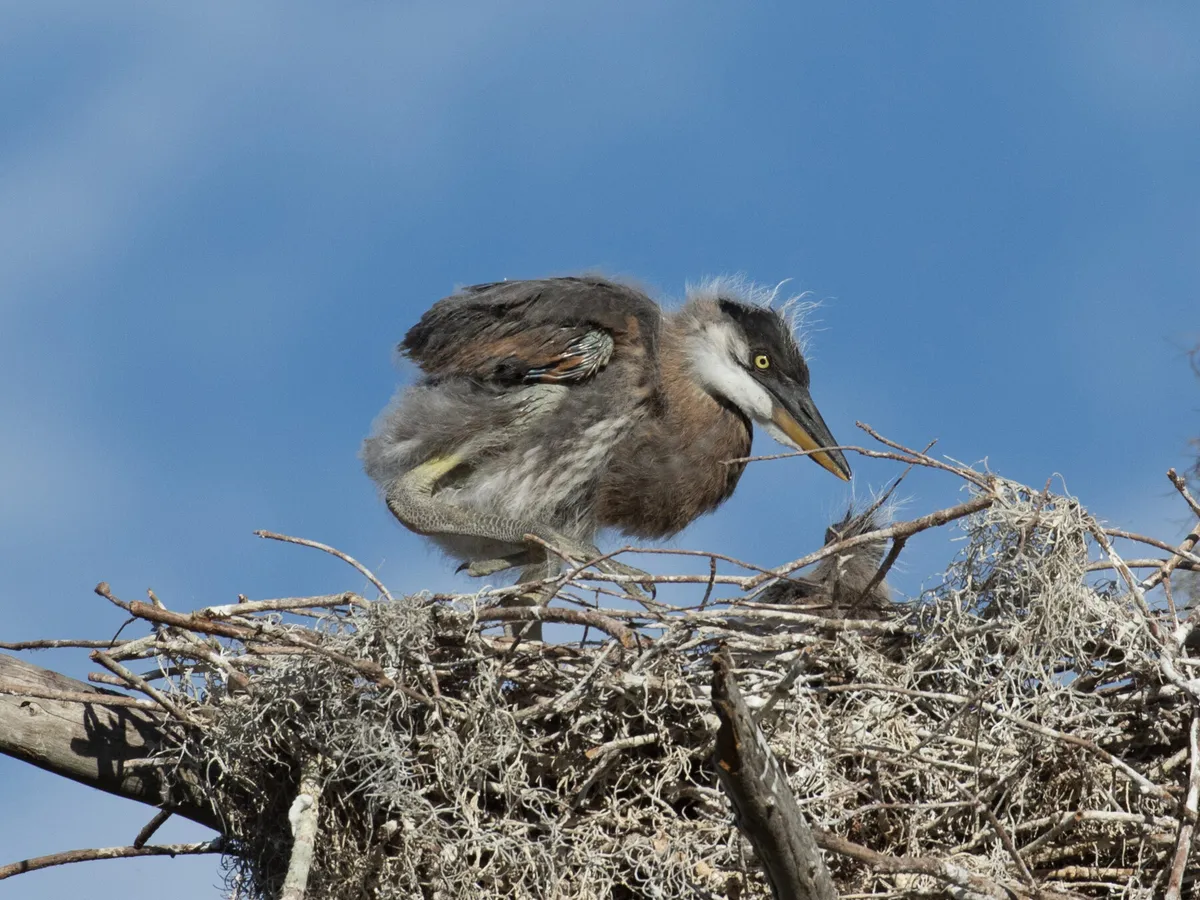 Baby Great Blue Herons (Guide with Pictures)