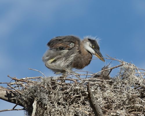 Baby Great Blue Herons (Guide with Pictures)