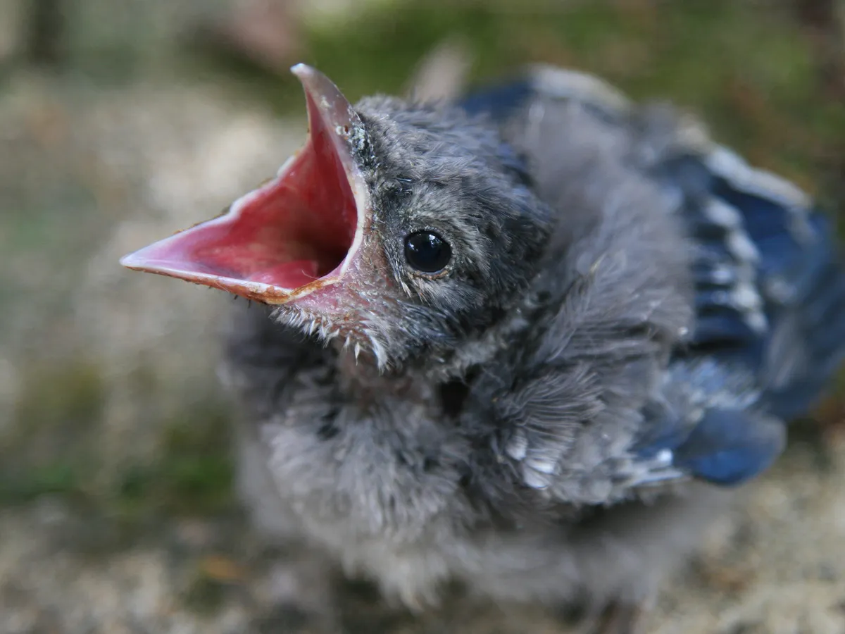 Baby Blue Jays: All You Need To Know
