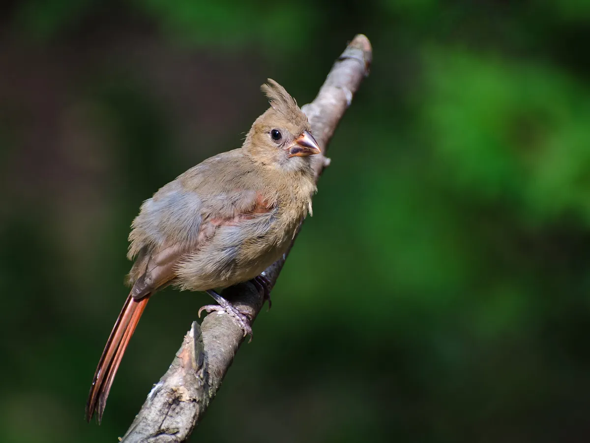 Immature baby cardinal perched on a branch