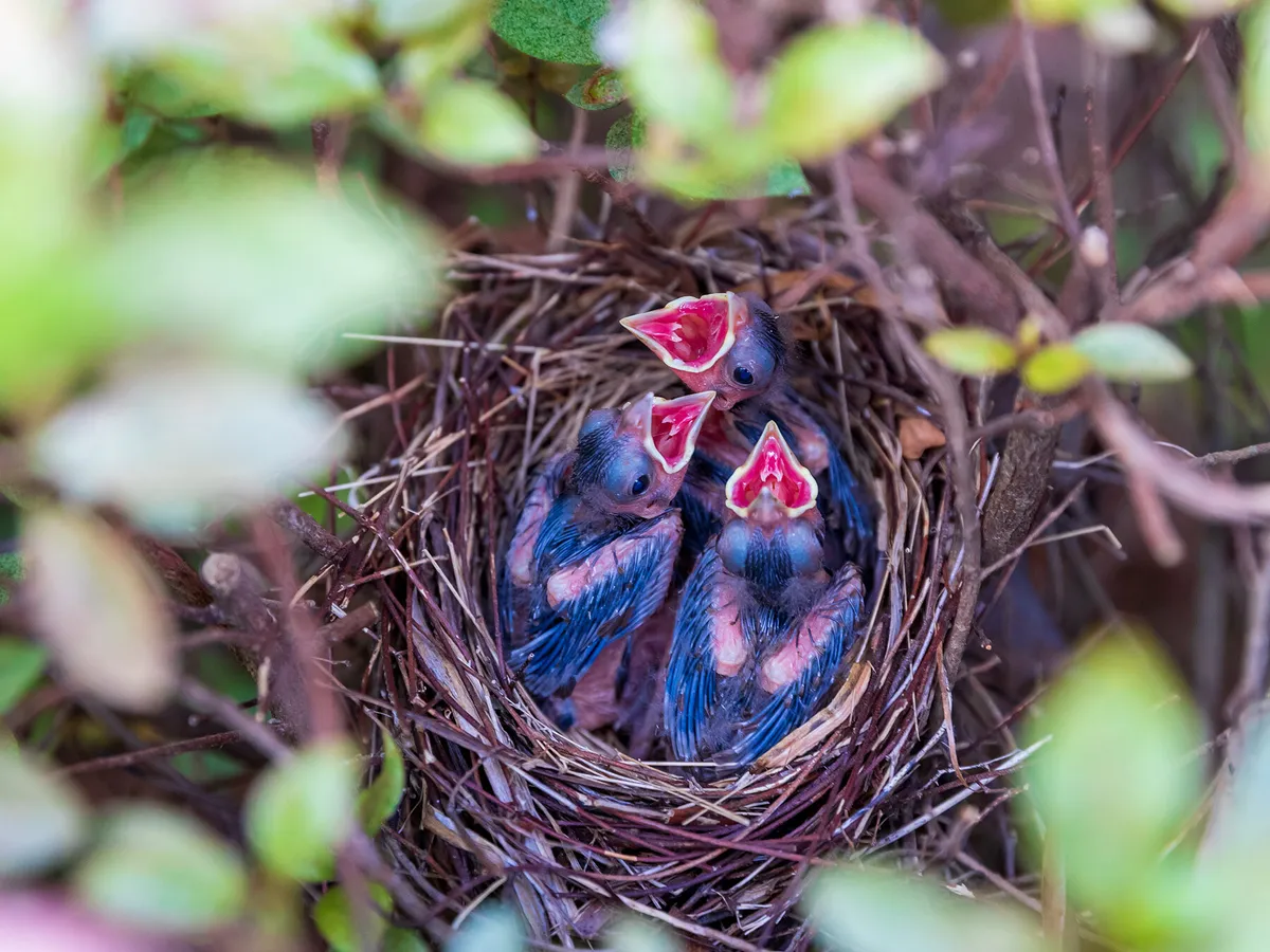 Three baby cardinal chicks in the nest