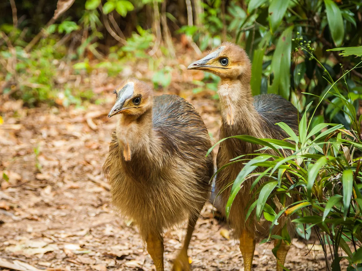 Baby Cassowaries: All You Need To Know (with Pictures)