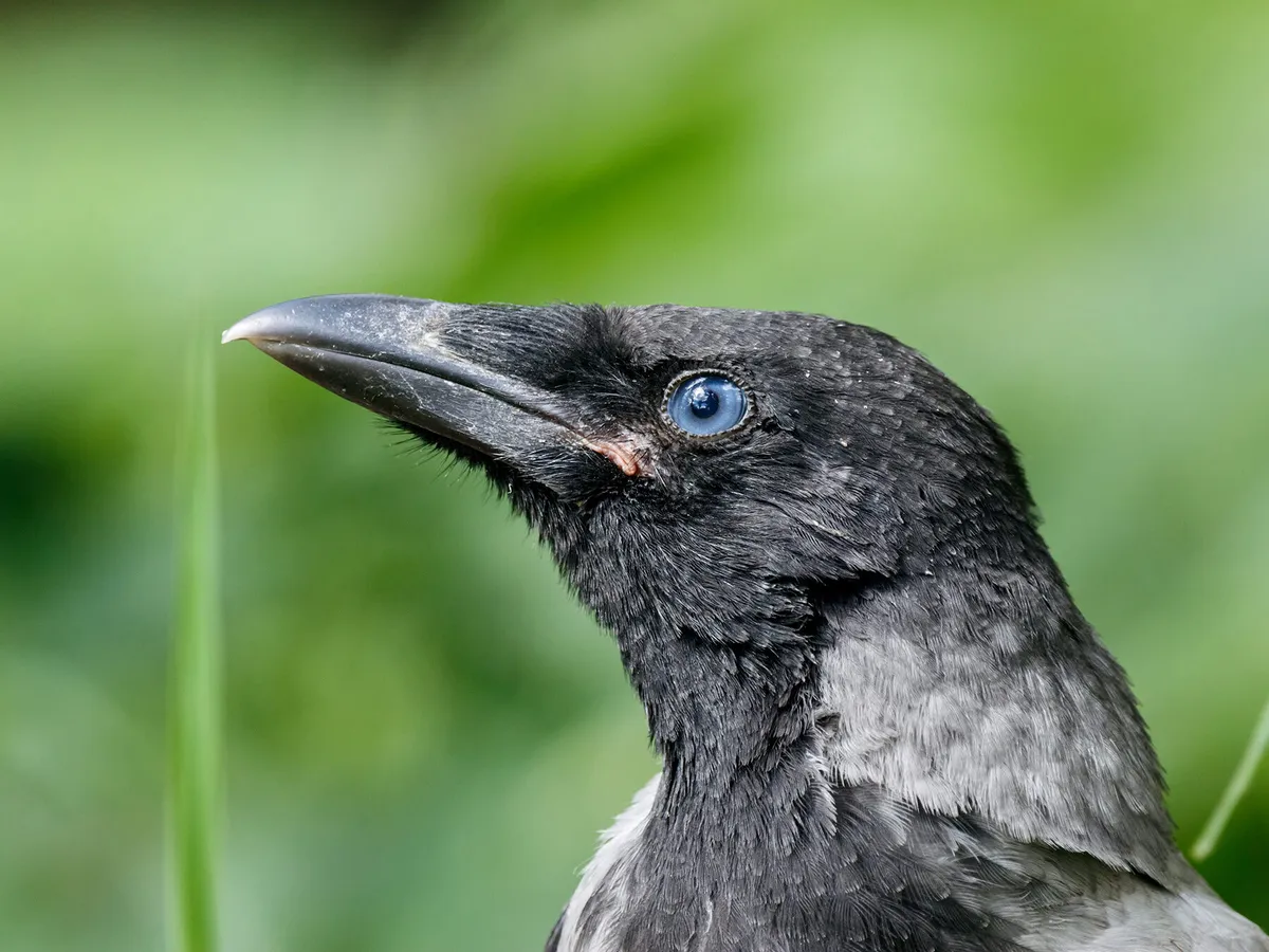 What Do Baby Crows Sound Like? 