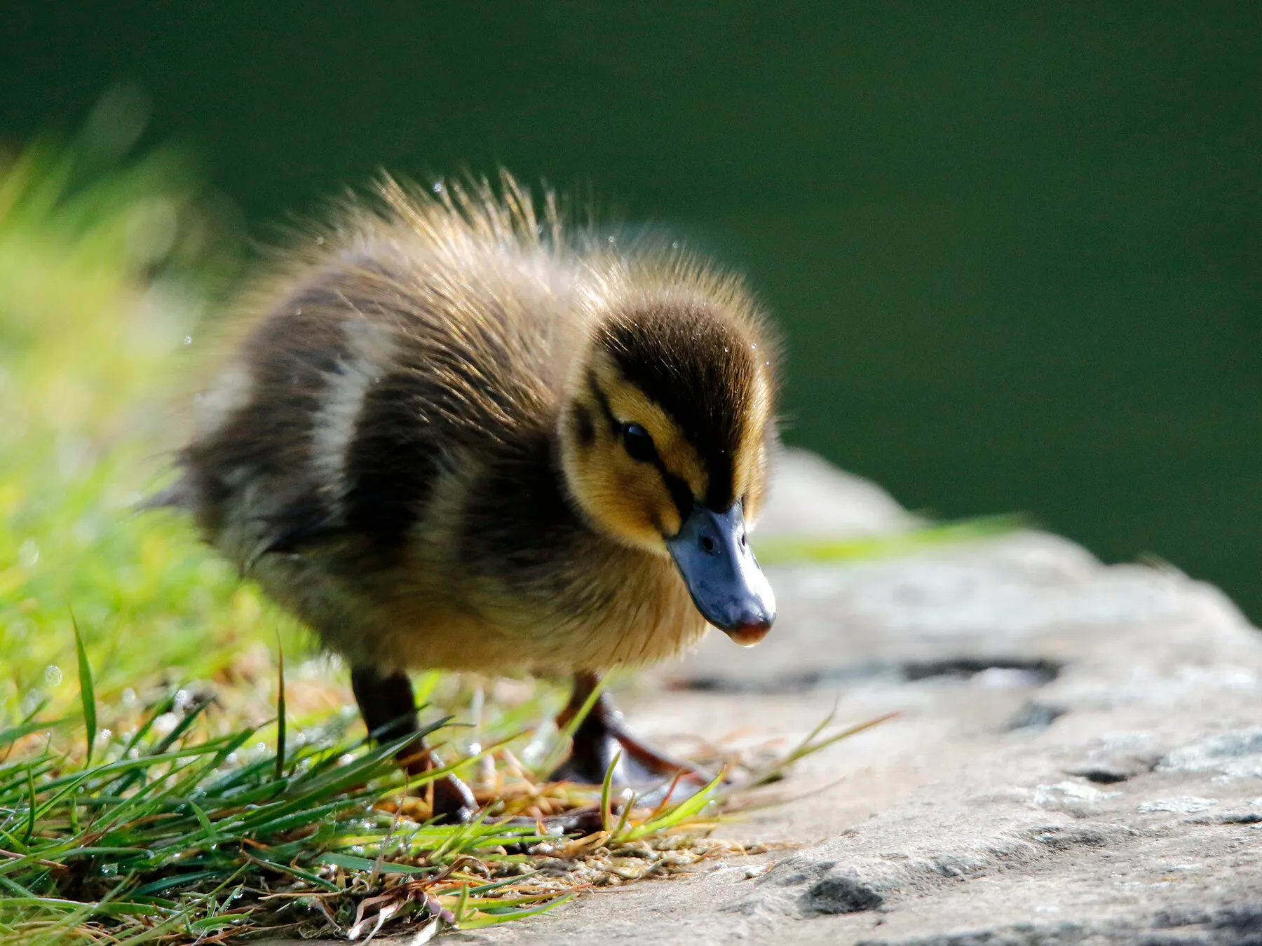 Baby Ducks (Ducklings): Complete Guide with Pictures