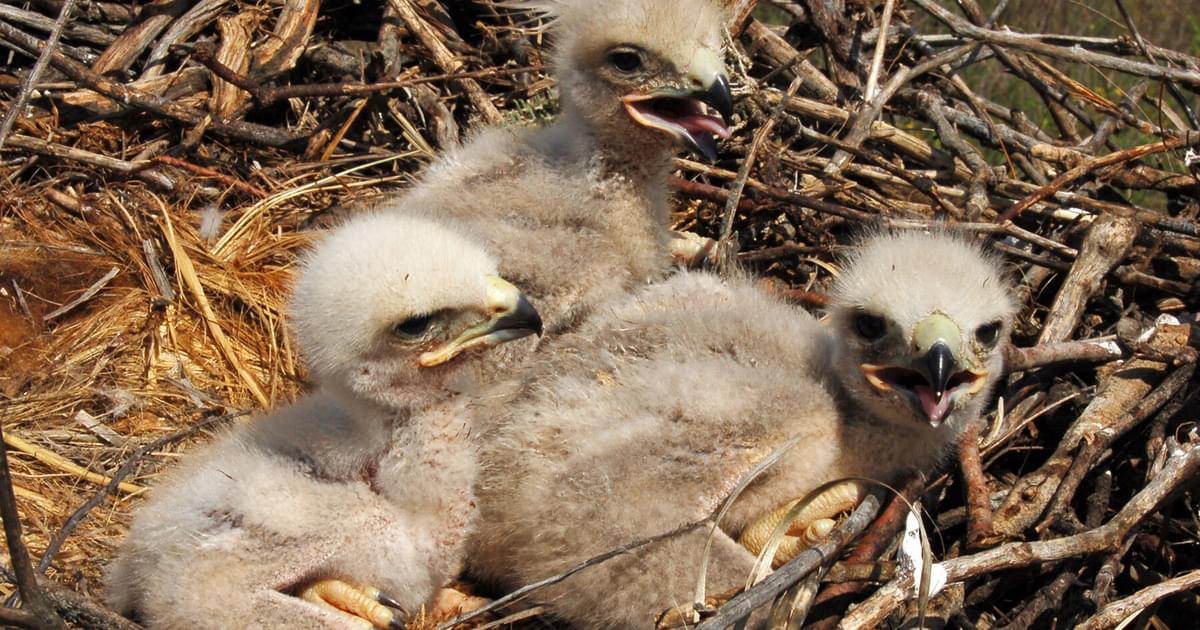 Baby Eagles: All You Need To Know (with Pictures) | Birdfact